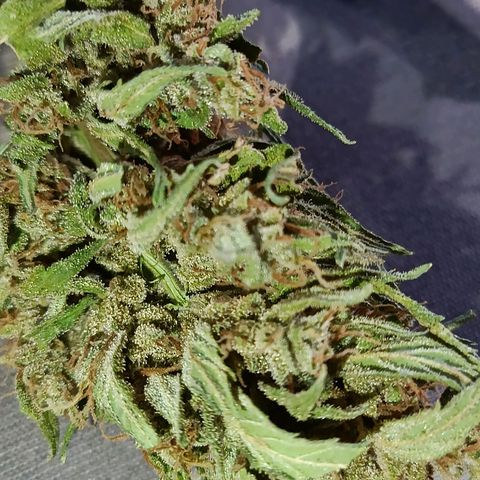 The plant 01 growlog timeline photo