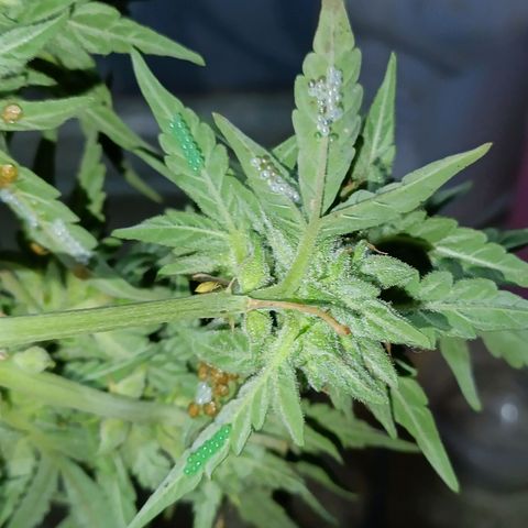 The plant 01 growlog timeline photo