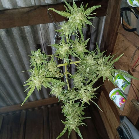 The plant 01 growlog timeline photo