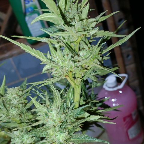 The plant 01 growlog timeline photo