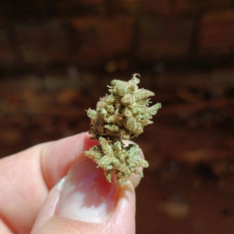 The plant 01 growlog photo: Foram pro jarro