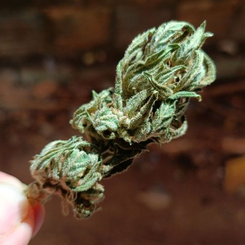 The plant 01 growlog photo: Foram pro jarro