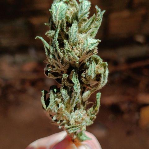 The plant 01 growlog photo: Foram pro jarro
