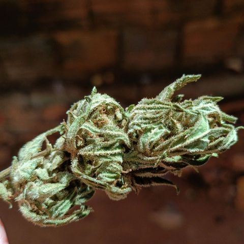 The plant 01 growlog photo: Foram pro jarro