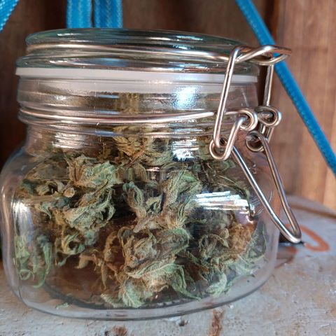 The plant 01 growlog photo: Foram pro jarro