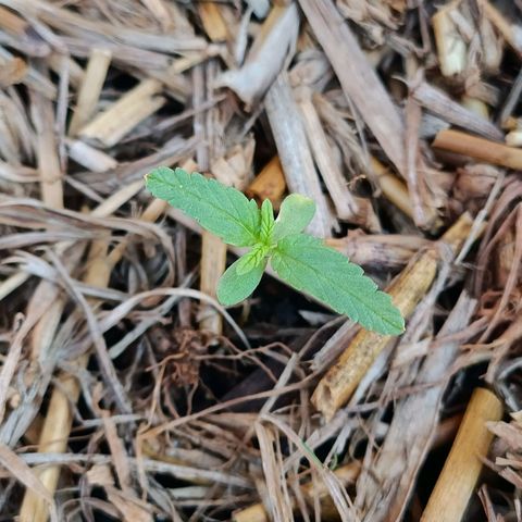 Sprite growlog timeline photo