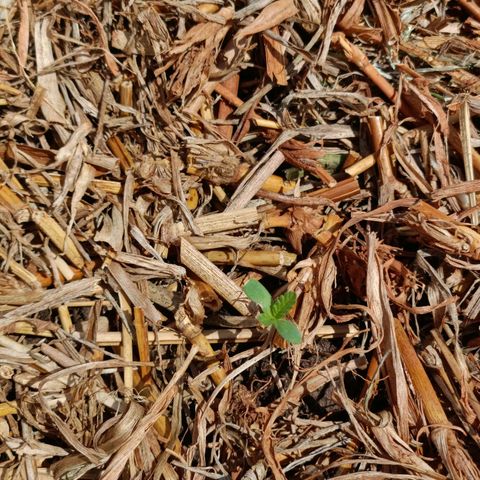 Sprite growlog photo: Cobertura  de capim para proteger o solo
