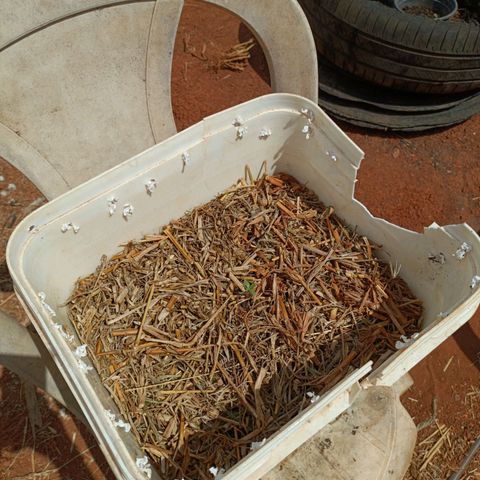 Sprite growlog photo: Cobertura  de capim para proteger o solo