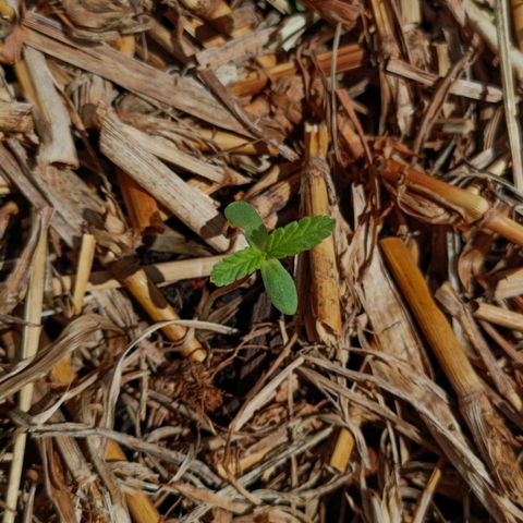 Sprite growlog timeline photo