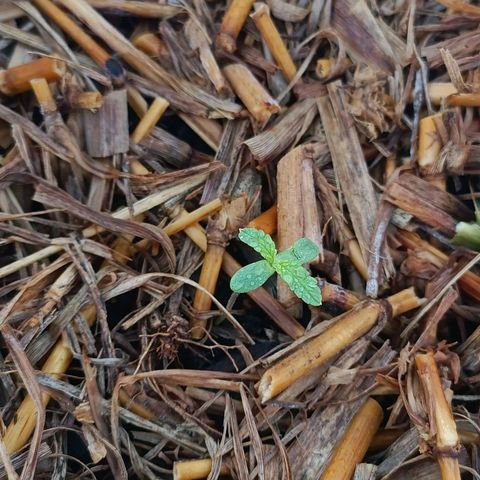 Sprite growlog timeline photo