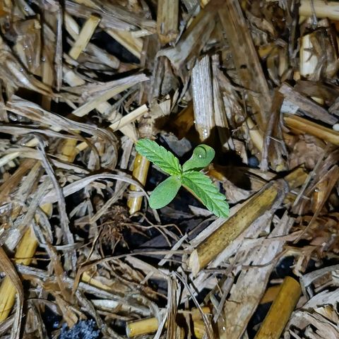Sprite growlog photo: A planta sobreviveu a forte chuva mas deu uma travada 