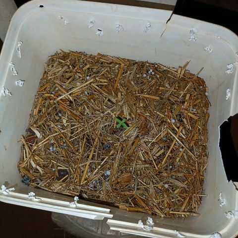 Sprite growlog photo: A planta sobreviveu a forte chuva mas deu uma travada 