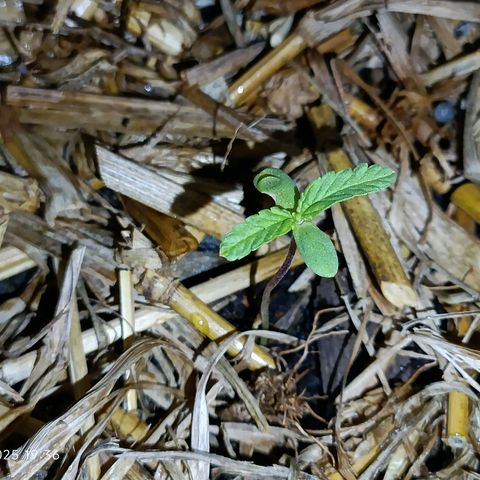 Sprite growlog photo: A planta sobreviveu a forte chuva mas deu uma travada 