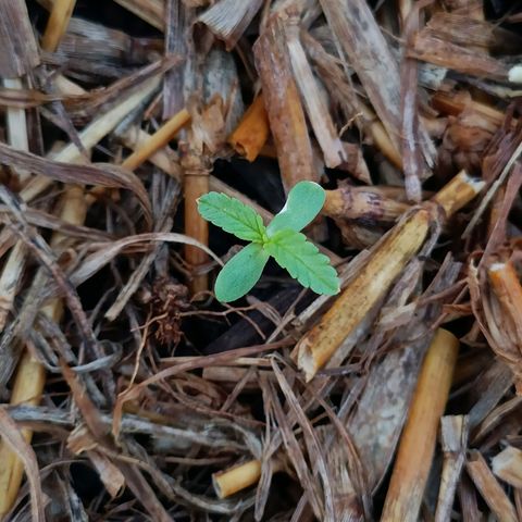 Sprite growlog photo: A planta sobreviveu a forte chuva mas deu uma travada 