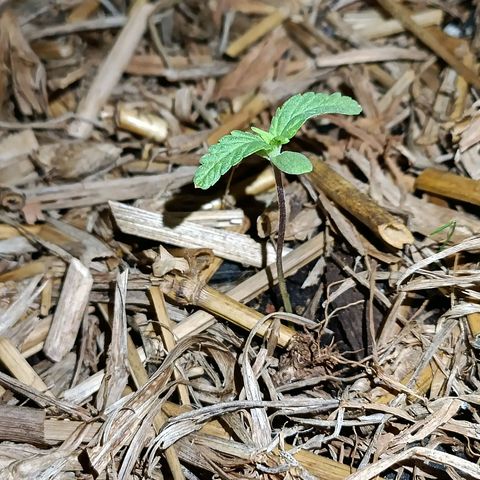 Sprite growlog photo: Crescendo devagar