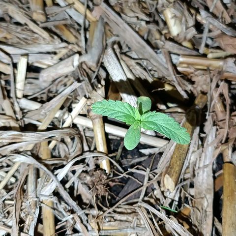 Sprite growlog photo: Crescendo devagar