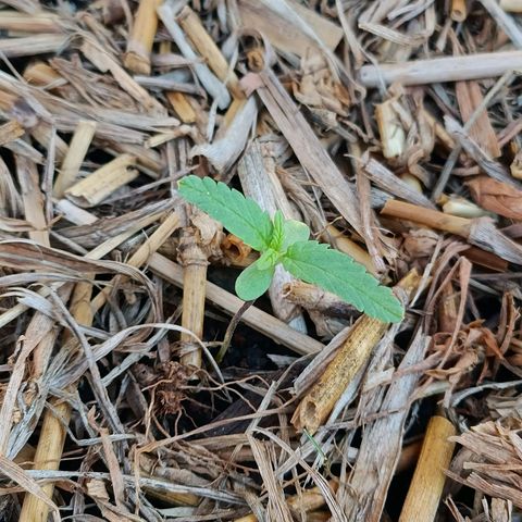 Sprite growlog photo: A planta está voltando ao seu crescimento aparentemente saudável 