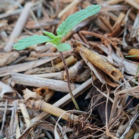 Sprite growlog photo: A planta está voltando ao seu crescimento aparentemente saudável 