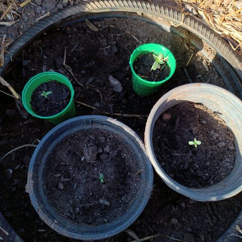 Double Amnesias growlog photo: Plantinhas estão saudáveis 
