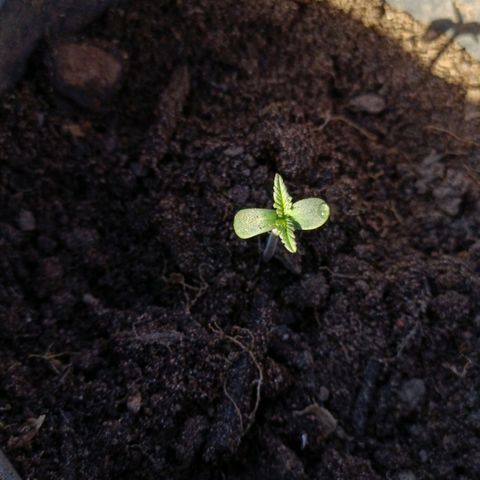 Double Amnesias growlog photo: Plantinhas estão saudáveis 