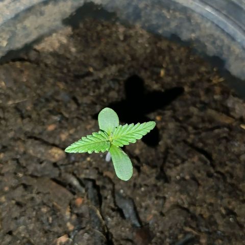 Double Amnesias growlog timeline photo
