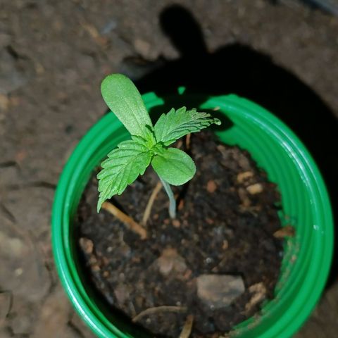 Double Amnesias growlog timeline photo