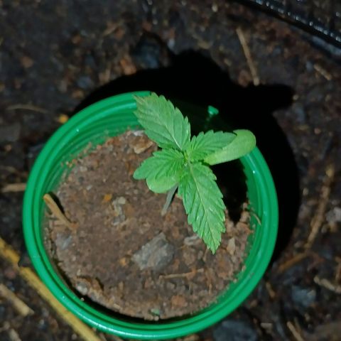 Double Amnesias growlog timeline photo
