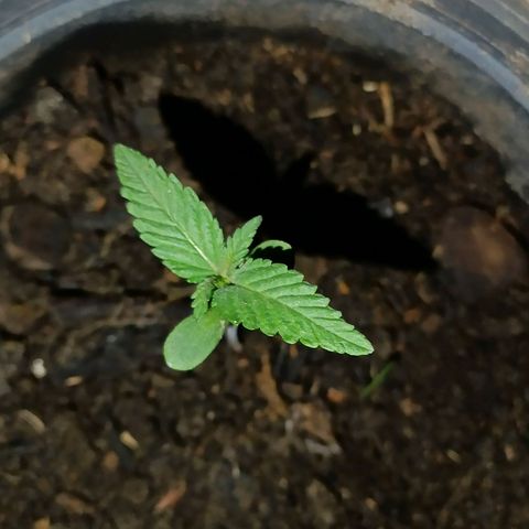Double Amnesias growlog timeline photo