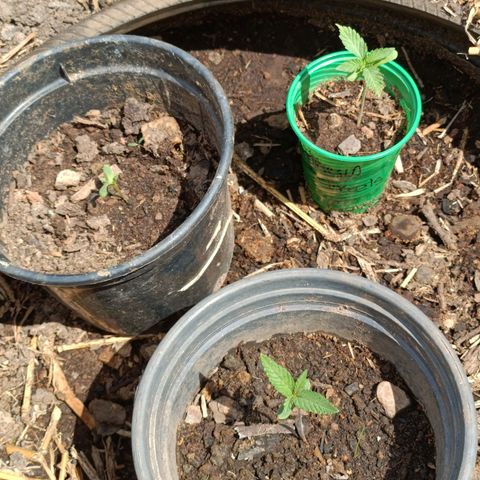 Double Amnesias growlog photo: Tenho 3 plantas que foram plantadas juntas mas uma delas se desenvolveu menos pois algo cortou as 2 primeiras folhas verdadeiras que iam nascendo