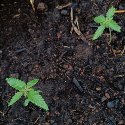 Double Amnesias growlog photo: Novo lar das plantinhas Haze das Streets