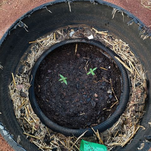 Double Amnesias growlog photo: Novo lar das plantinhas Haze das Streets