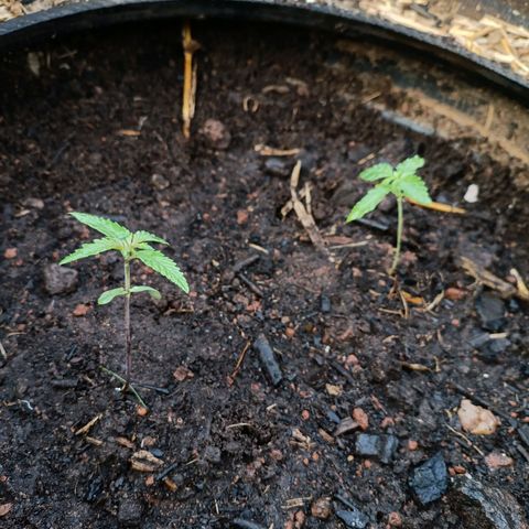 Double Amnesias growlog photo: Novo lar das plantinhas Haze das Streets