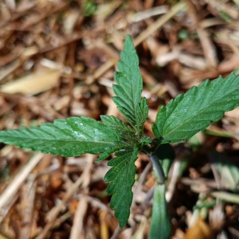 Double Amnesias growlog photo: Novo lar das plantinhas Haze das Streets