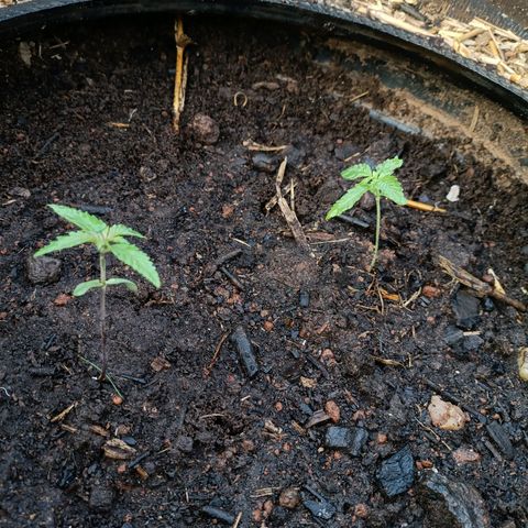Double Amnesias growlog photo: Novo lar das plantinhas Haze das Streets
