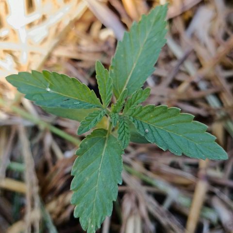 Double Amnesias growlog photo: Novo lar das plantinhas Haze das Streets