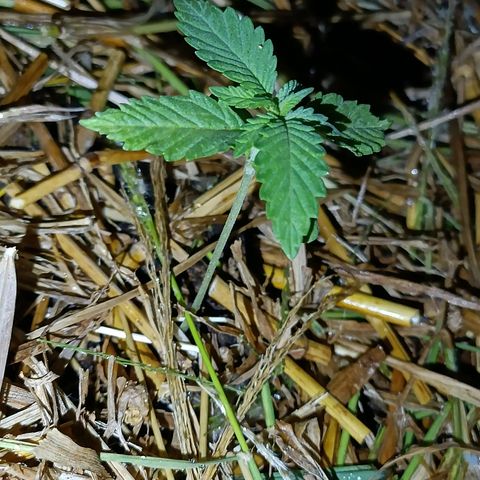 Double Amnesias growlog photo: Novo lar das plantinhas Haze das Streets