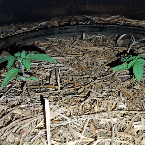Double Amnesias growlog timeline photo