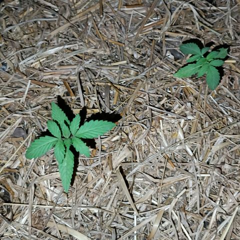 Double Amnesias growlog timeline photo