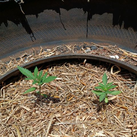 Double Amnesias growlog photo: Plantinhas orando