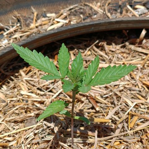 Double Amnesias growlog photo: Plantinhas orando