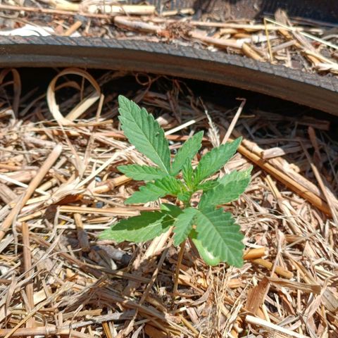 Double Amnesias growlog photo: Plantinhas orando