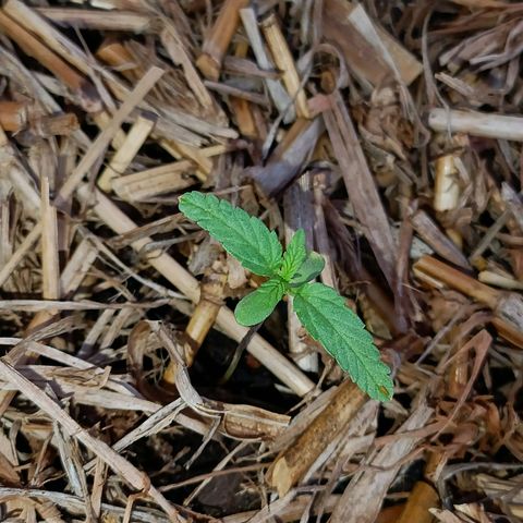 Sprite growlog timeline photo