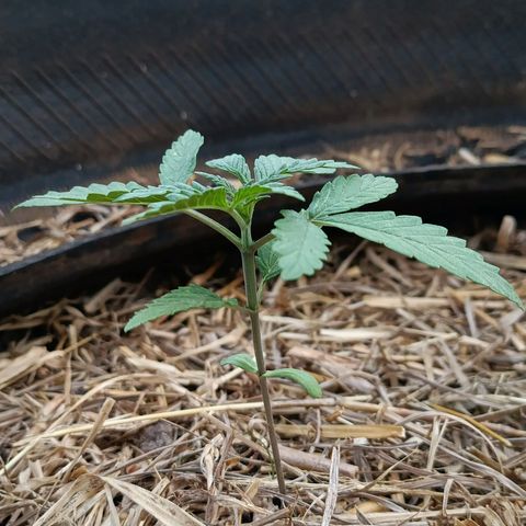 Double Amnesias growlog photo: Ambas estão quase mudando pra vega