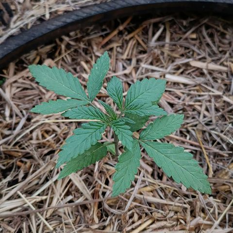 Double Amnesias growlog photo: Ambas estão quase mudando pra vega
