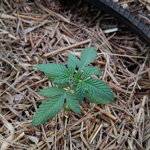 Double Amnesias growlog photo: Ambas estão quase mudando pra vega