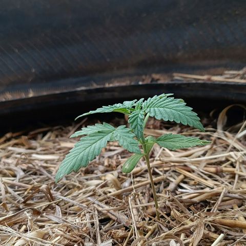Double Amnesias growlog photo: Ambas estão quase mudando pra vega