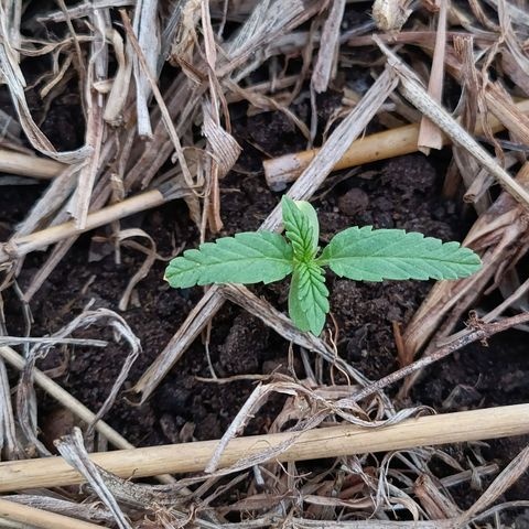 Sprite growlog photo: Plantinha olhando de cima até cresceu bem, mas me parece que vai morrer pois estava murchando a partir da raiz, depois da chuva não reguei mais, mas acho que ficou muito humido por muito tempo, tomara que não morra