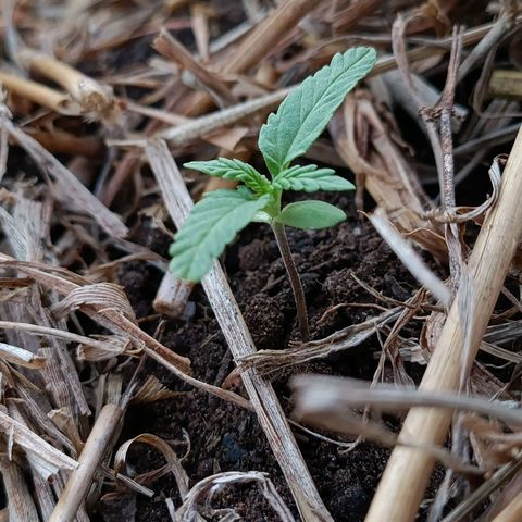 Sprite growlog photo: Plantinha olhando de cima até cresceu bem, mas me parece que vai morrer pois estava murchando a partir da raiz, depois da chuva não reguei mais, mas acho que ficou muito humido por muito tempo, tomara que não morra