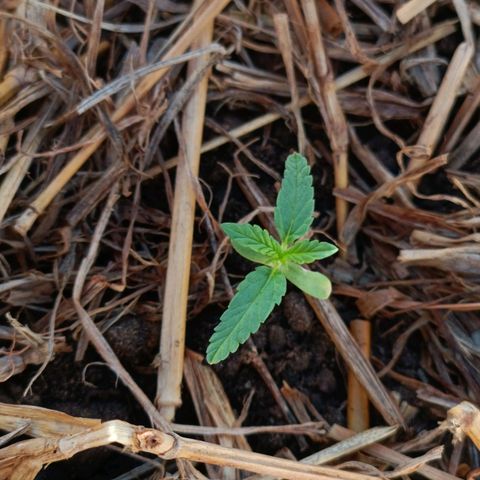 Sprite growlog photo: Plantonha pornfora ta saudável, coloquei mais terra pra deixar a parte murchando dentro da terra, pra ela não tombar, espero que viva