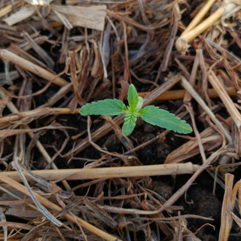 Sprite growlog photo: Plantonha pornfora ta saudável, coloquei mais terra pra deixar a parte murchando dentro da terra, pra ela não tombar, espero que viva